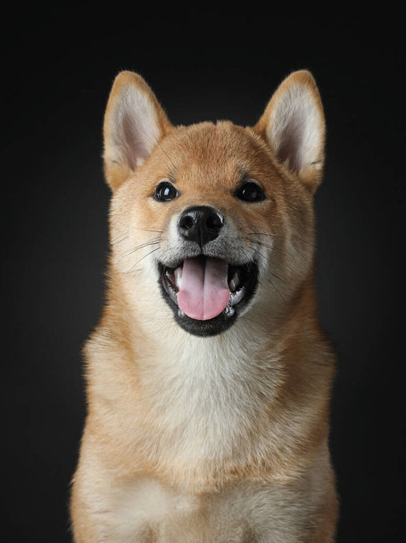 three month old shiba inu puppy. dog with open mouth on a black background. Pet in the studio - Фото, зображення