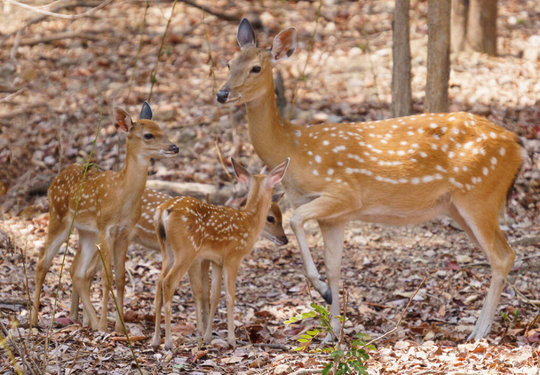 groupe de cerfs femelles et fauves sika
 - Photo, image