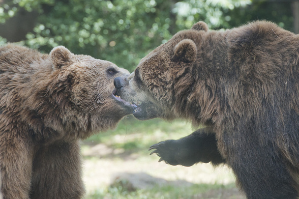 dva černé medvědy - Fotografie, Obrázek