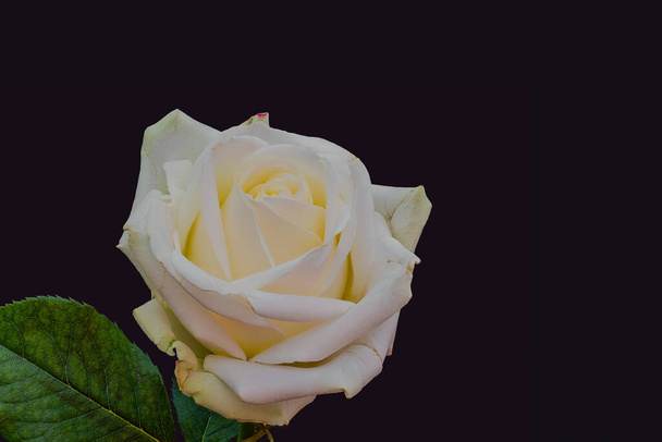λευκό κίτρινο τριαντάφυλλο ανθίσει μακροεντολή, σκούρο βιολετί φόντο, το χρώμα λεπτή τέχνη νεκρή φύση από ένα μεμονωμένο λουλούδι με πράσινα φύλλα, λεπτομερή υφή - Φωτογραφία, εικόνα