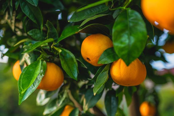Гілка апельсинового дерева з стиглими фруктами крупним планом
 - Фото, зображення