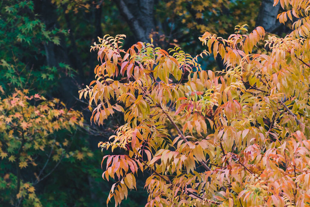 autumn colors on trees with vibrant yellow and orange leaves shot outdoor in a backyard in Australia - Photo, image