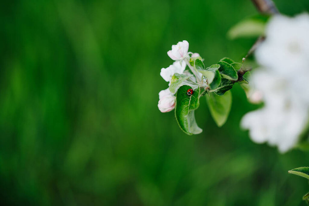 Pequeña mariquita en una hoja verde de un árbol de primavera floreciente. Textura floral. Foco suave. Primer plano
. - Foto, Imagen