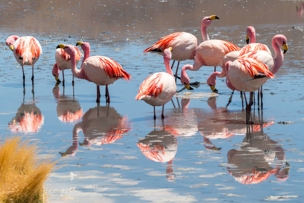 Vista panorâmica deslumbrante de james flamingos rosa no Lago Hedionda, laguna. Bela paisagem dos espetaculares Andes bolivianos e Altiplano no magnífico deserto de Siloli, perto de Salar de Uyuni, Bolívia
 - Foto, Imagem