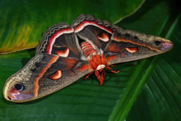 Cecropia Moth - Hyalophora cecropia, piękna duża kolorowa ćma z lasów i lasów Ameryki Północnej, USA. - Zdjęcie, obraz