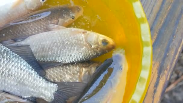 Recién capturados peces vivos de agua dulce en un tazón de plástico amarillo
 - Imágenes, Vídeo
