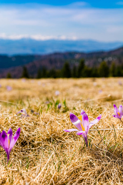 Crocus scepusiensis - Blühende Blüte im Frühjahr auf einer Lichtung im Gorce-Gebirge. - Foto, Bild