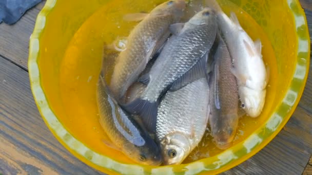 Recién capturados peces vivos de agua dulce en un tazón de plástico amarillo
 - Imágenes, Vídeo