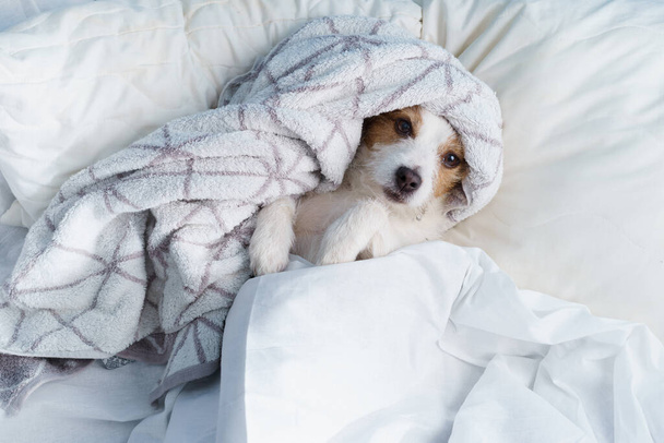 Dog in bed on white linens. The pet is relaxing, resting. funny Jack russell terrier at home - Фото, зображення