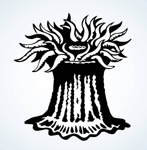 Poison pehmeä tuuletin rannikolla elää Actiniaria hexacorallia Anthozoa pisto valkoinen säiliö tekstitilaa. Ääriviivat musta muste käsin piirretty actinium pinna logo kuvake merkki suunnittelu retro art doodle tyyliin. Sulje näkymä - Vektori, kuva