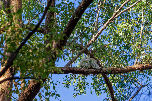 Un koala australiano sentado en la rama de un árbol en su entorno nativo, el bosque de eucaliptos
 - Foto, imagen