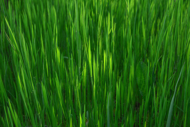 Hierba. Hierba fresca de primavera verde con gotas de rocío en primer plano. Sol. Enfoque suave. Resumen Naturaleza Antecedentes.close up - Foto, Imagen