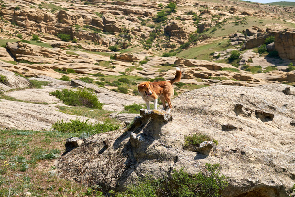 Собака в горах. Вид на окружающий ландшафт в древнем Уплиссихе пещерный город в Georgia.Mountainous ландшафт Уплиссихе
 - Фото, изображение
