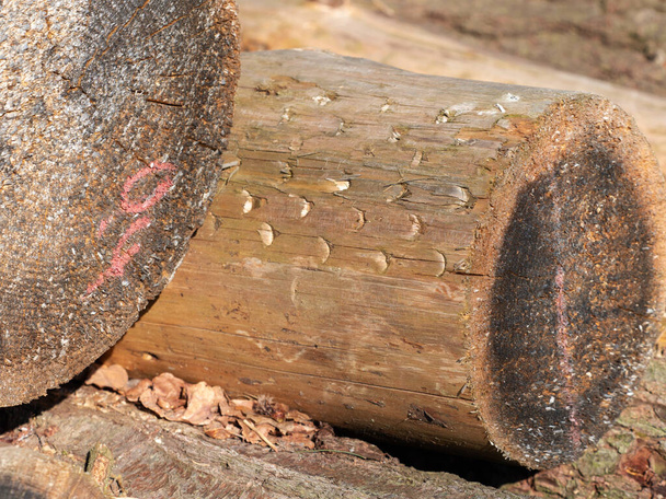 Sadonkorjuujälkiä puun kuoren alla. Rehurullasta leikatut merkit korjuukoneessa. Moder puun leikkaus tyyli
 - Valokuva, kuva