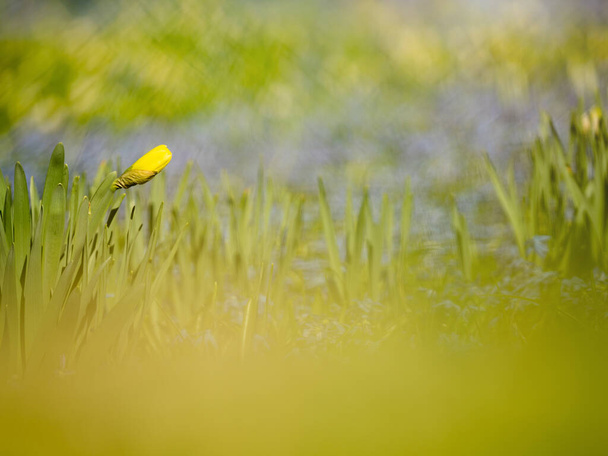 Żółty zielony kwiat pączkujących żonkili i niebieskie kwietniki hiacyntów winogronowych. Abstrakcyjny kącik w ogrodzie. - Zdjęcie, obraz