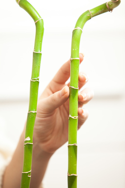 Two bamboos and hand touching them - Фото, зображення