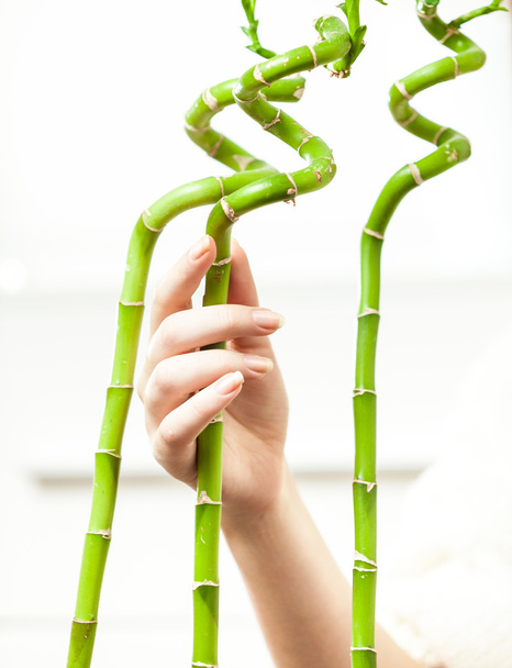 Photo of woman hand touching bamboos against white background - Foto, imagen