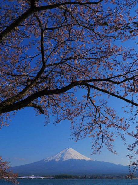 富士山。河口湖からの青空に富士山と桜｜04/25/2020 - 写真・画像