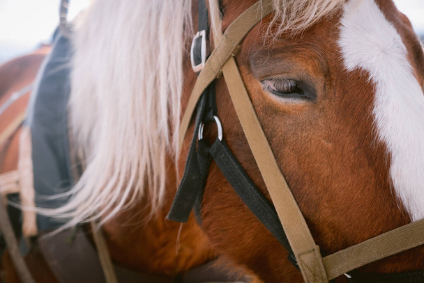 Horse eye shoot outdoors at an animal farm - Photo, Image