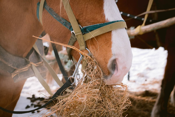Beautiful horse eats dry hay outdoors at a farm - Foto, afbeelding
