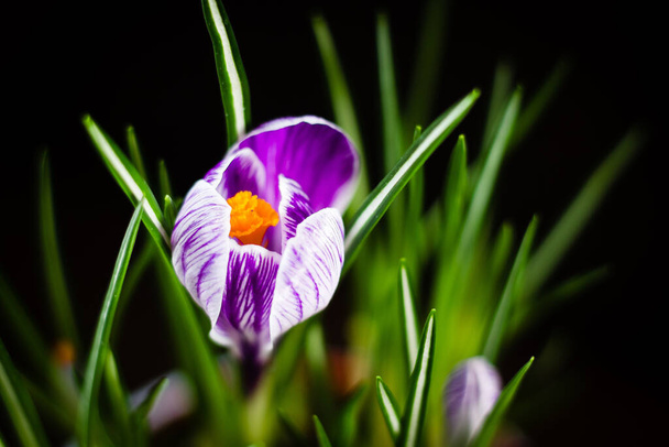 Перша весняна квітка фіолетова крупа на чорному тлі
 - Фото, зображення