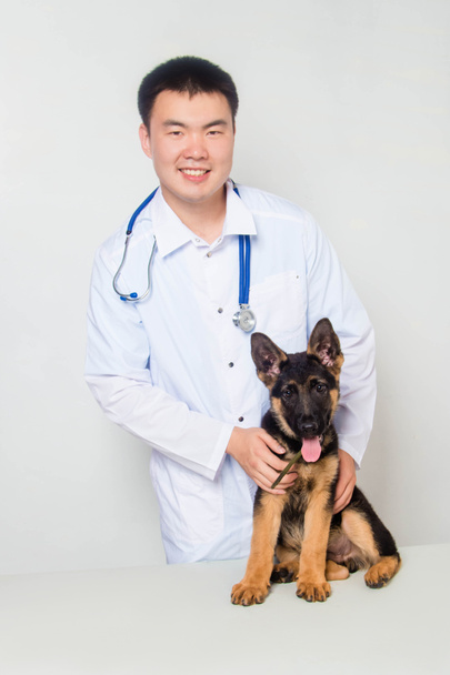Um jovem veterinário asiático em um casaco branco com um estetoscópio em seu pescoço examina um cachorro pastor alemão em uma mesa em uma clínica veterinária
. - Foto, Imagem