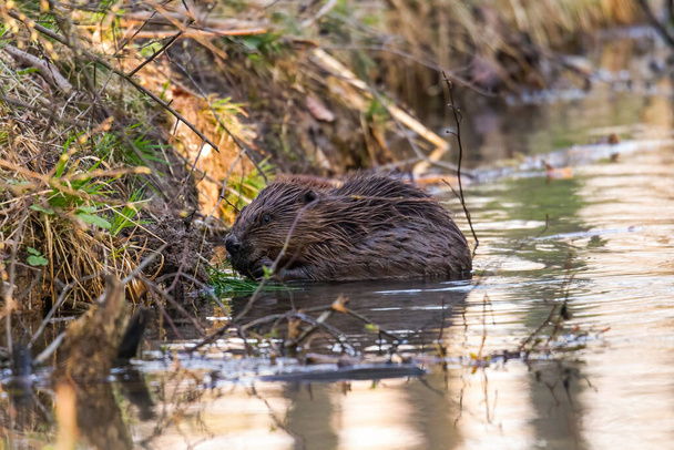A young muskrat on the banks of a stream looking for food  - Photo, Image