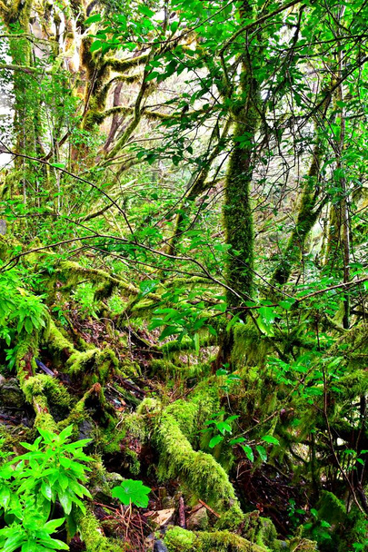 テネリフェ島のアナガ山脈のラウリシルバの森 - 写真・画像