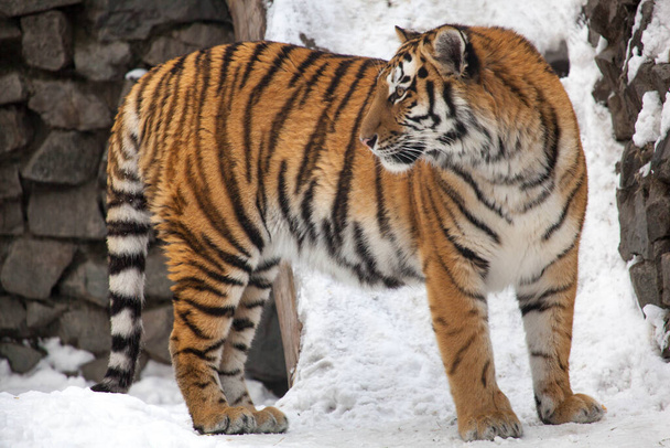 Tiger at the zoo in winter	 - Photo, Image