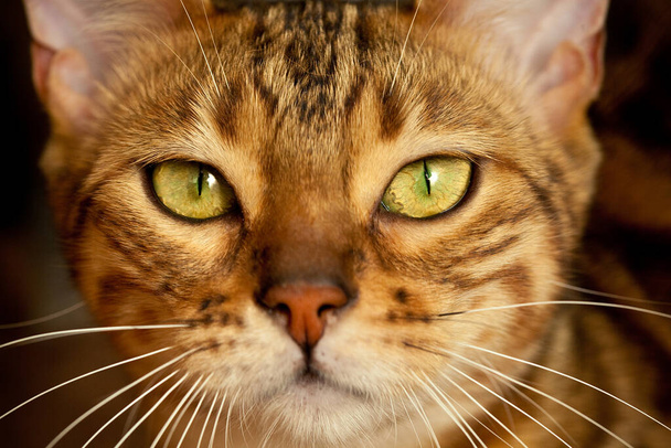 bengáli macska szájkosár közelről - Fotó, kép