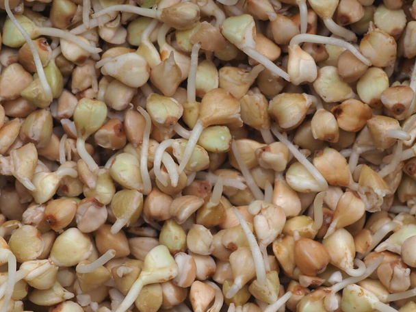 Closeup of very useful green buckwheat sprouts. Healthy eating concept - Photo, image