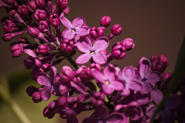 розовые и фиолетовые цветы сирень в парке
 - Фото, изображение