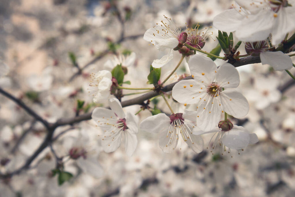 flores brancas de uma árvore de maçã na floresta de primavera
 - Foto, Imagem