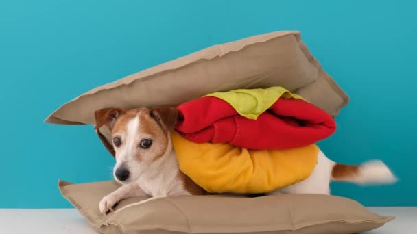 Hund sieht aus wie Hamburger zu Hause - Filmmaterial, Video