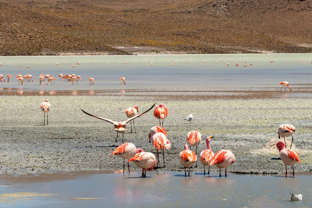 Ohromující panoramatický pohled na růžové james flamingos u jezera Hedionda (laguna). Krásná krajina nádherných bolivijských And a Altiplano v nádherné poušti Siloli, poblíž Salar de Uyuni, Bolívie - Fotografie, Obrázek