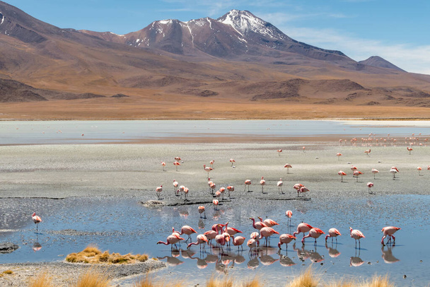 Lenyűgöző panoráma nyílik a rózsaszín James flamingók Hedionda Lake (lagúna). Gyönyörű táj látványos bolíviai Andok és Altiplano csodálatos Siloli sivatagban, Salar de Uyuni közelében, Bolíviában - Fotó, kép