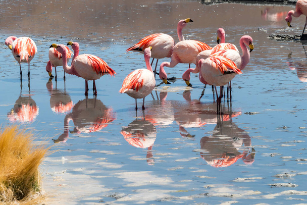 Upea panoraamanäkymä vaaleanpunaisille James flamingoille Hedionda järvellä (laguuni). Kaunis maisema upea Bolivian Andit ja Altiplano upea Siloli Desert, lähellä Salar de Uyuni, Bolivia
 - Valokuva, kuva