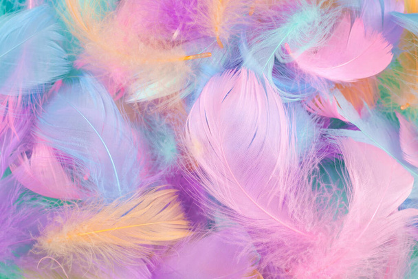 Colorful feather on mint background, top view.  - Fotó, kép
