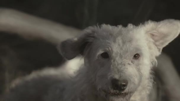 Štěkající pes, detailní pohled  - Záběry, video