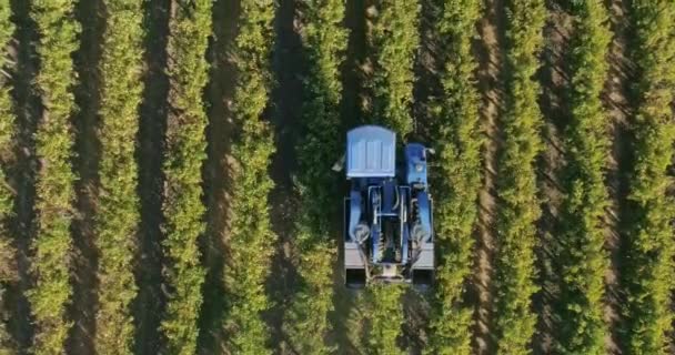 Vista aérea do campo de cultivo
 - Filmagem, Vídeo