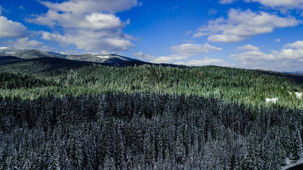 sosnowy las iglasty góry Karpaty góry zdjęcia lotnicze śnieg. - Zdjęcie, obraz