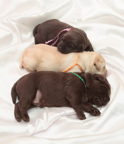 Üç labrador retriever yavruları - Fotoğraf, Görsel