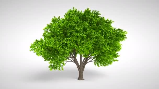 Tree with green wide foliage - Footage, Video