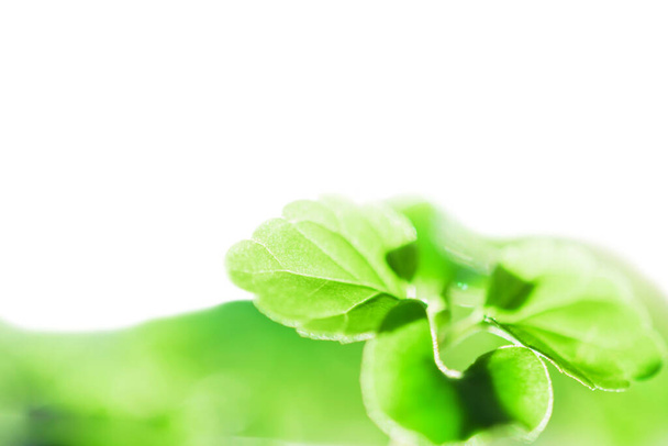 Green leaves on a white background. Growing plants at home. Spring planting. Green plant. - Foto, Imagem