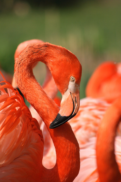 Flamingo - Photo, Image