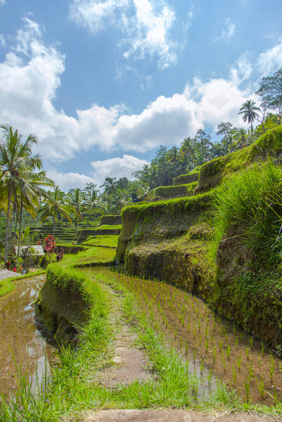 Gyönyörű rizs teraszok a reggeli fény közelében Tegallalang falu, Ubud, Bali, Indonézia. - Fotó, kép