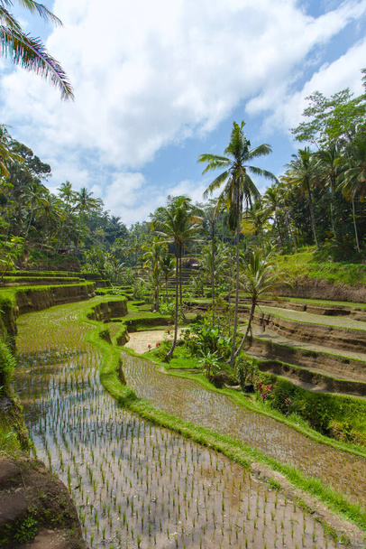 Hermosas terrazas de arroz en la luz de la mañana cerca de la aldea de Tegallalang, Ubud, Bali, Indonesia. - Foto, imagen
