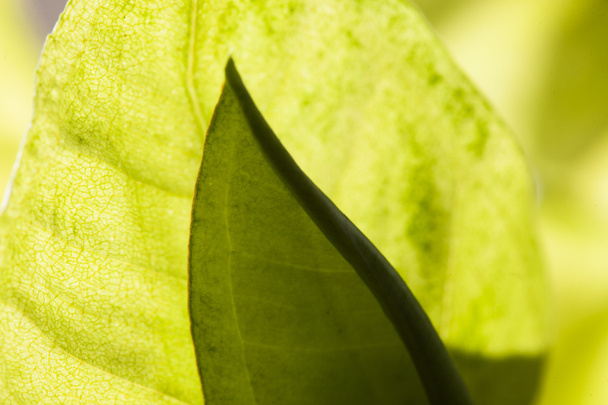 Leaf texture - Foto, afbeelding