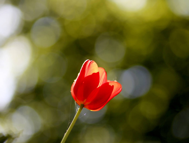 Promienne zielone tło sprężyny czerwonego tulipana na bokeh bqackground dla koncepcji - Zdjęcie, obraz