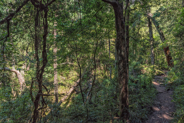 ドラケンスバーグのツゲラ渓谷とトンネルへのハイキングコースはいくつかの森林を通っています - 写真・画像